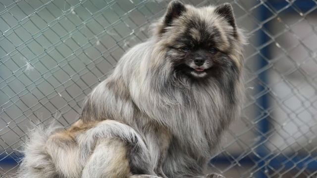 Нади тигр #шпиц #вашаочароваша #pomeranian #купитьшпица #pom #?