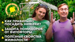 Жимолость | Как правильно посадить нимфеи? | Борьба с фитофторой | Лунный календарь. Дача