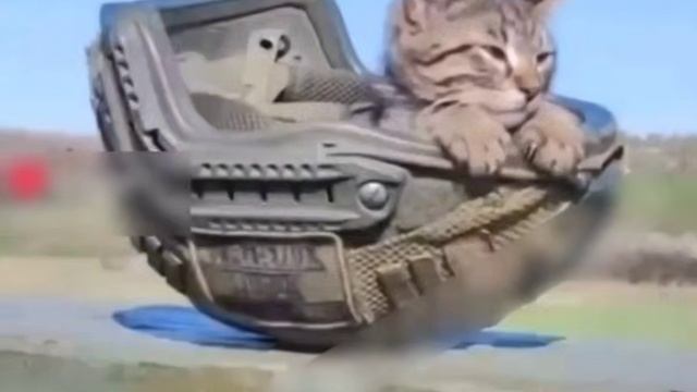 Кот может и очередями, и одиночными выстрелами. смотреть онлайн