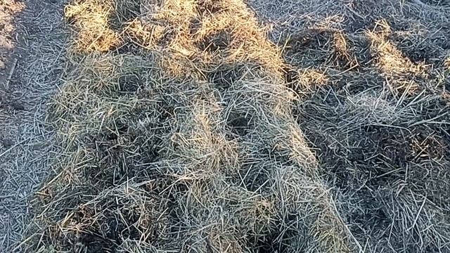 Готовим грядки под клубнику