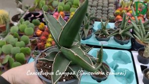 Сансевиерия Самурай (Sansevieria samurai)