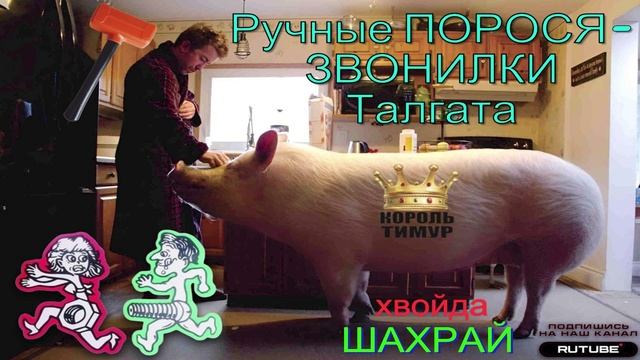 Ручные порося-звонючки Талгатня. Микс 2 #Мошенники #Аферисты #разводилы #инвестиции #обманули #Тимур