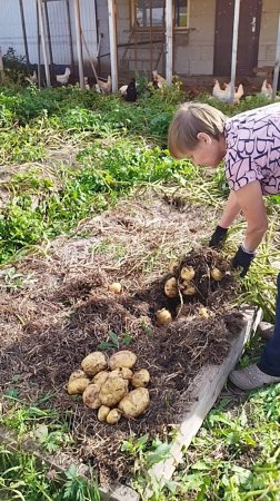 Почему картошка не вырастает крупной