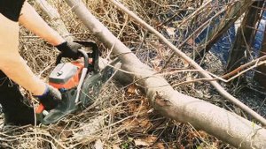 СПИЛ ДЕРЕВА БЕНЗОПИЛОЙ ПИЛИМ #бензопила #древесина #де