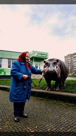 А вы уже видели знаменитого бегемота Бульку? Так вот он приболел и пришёл в одно из отделений сети Б