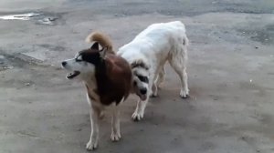 Два друга хаски и алабай играют вместе.