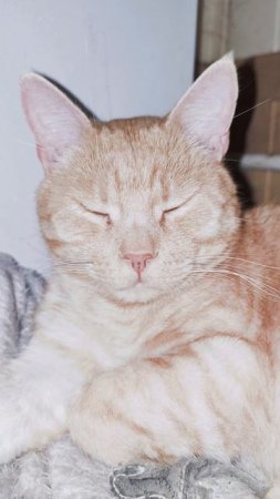 Разбудил кота ночью