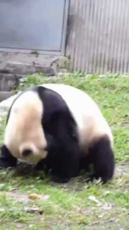 Панде нравится кувыркаться 🤩🐼❤️