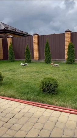 Глория (Poale Ell Gloria) первый день в новом доме. Утро, у девчонок всё замечательно!