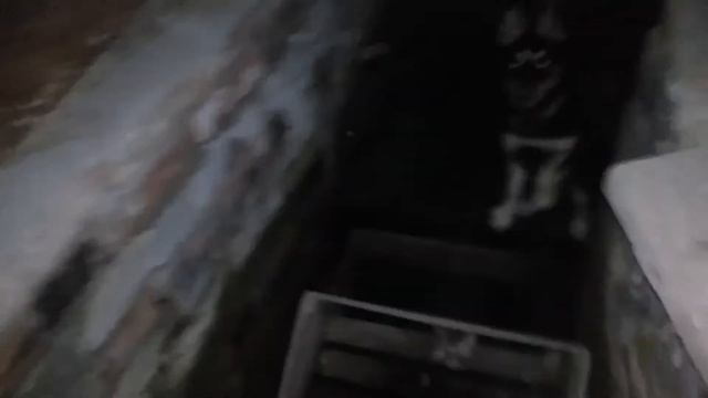 Хаски осталась одна дома смотреть онлайн