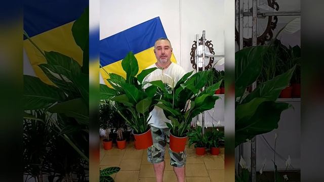 Спатифиллум Бинго Купидо, цена 480 гривен! Бронь в вайбе смотреть онлайн