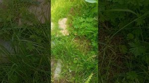 Они дохнут от ,,Слизнееда,,.