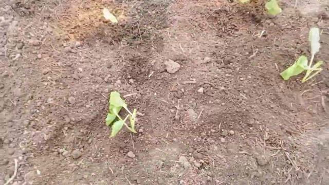 работы на заброшенной даче 12.06/ снова капуста, томаты и смотреть онлайн