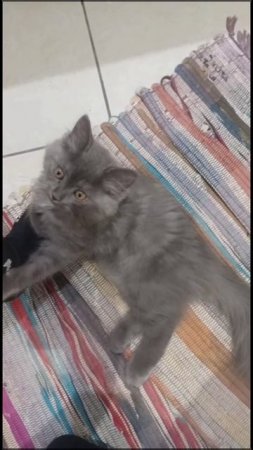 Ты лев или тигр😻🤔???#нашикотики#юмор
