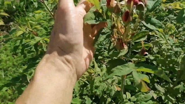 27 августа 2024г. Про канадские розы. смотреть онлайн