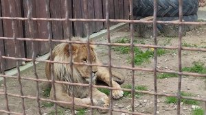 Возле Шерхана строится новый вольер, разговор с 
почитательницей Шерхана.Часть 1 Минск 4 июня.