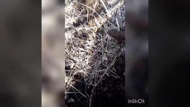 Нашёл две рельсы! Копаю металлолом в городе. #развлече? смотреть онлайн