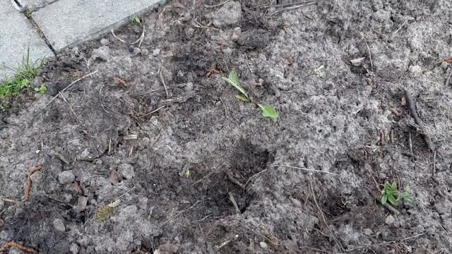 Защищаем наши грядки от котов.