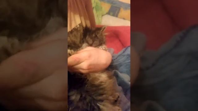 Сушка кота после купания смотреть онлайн