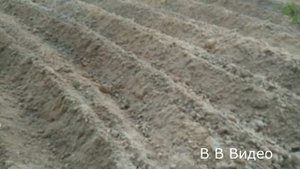 Перепахиваю опилки в огороде.
