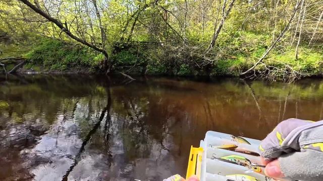 🇪🇪Одна в лесу. Ловлю форель и отдыхаю душой смотреть онлайн
