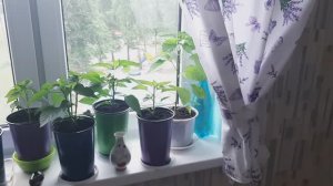 Перец Костёр на подоконнике в квартире через рассаду и уже зацветает,скоро урожай