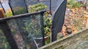 Укрытие парковых роз и рододендронов на зиму. Эстония