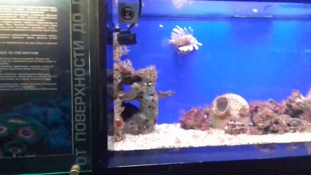 Музей Мирового Океана /Калининград / смотреть онлайн