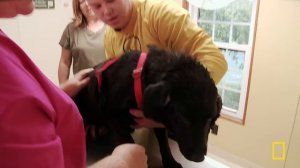 Brutal Summer (Full Episode) | Incredible Dr. Pol | Nat Geo Animals