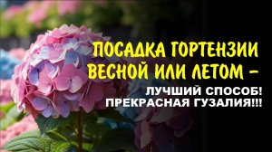 Почему моя гортензия прижилась сразу — честный разбор посадки.