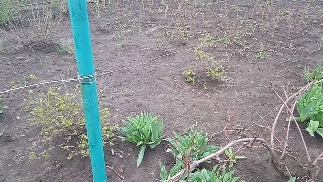 Дача, дожди все мокро а посмотреть...Бердянск Запорожс? смотреть онлайн