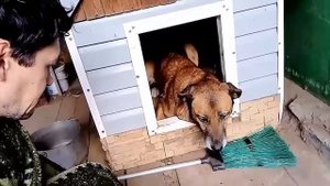 Как научить овчарку охранять свои вещи