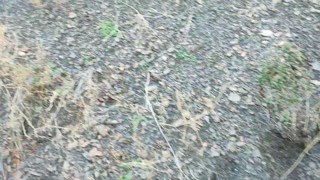 Итоги 2024 года в посадке общественных лесосадов! С наст смотреть онлайн