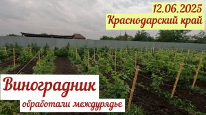 Краснодарский край(12.06.2025). Работы на виноградной делянке.