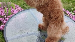 VID_20250517_152714.mp4