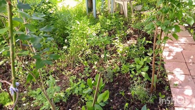 20 июня 2024 года.Дачные будни.Цветут мои розы Блю фо  ю,Со смотреть онлайн