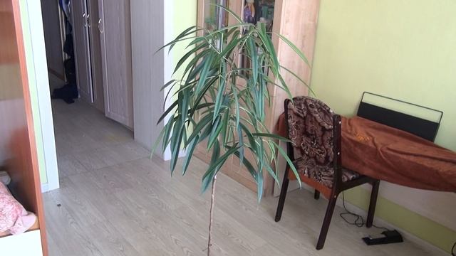 Фикус али (Биннендийка) смотреть онлайн