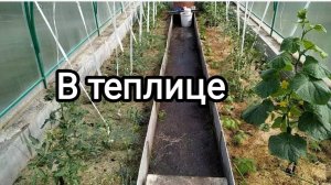 Сад. В теплице. 13.06.2025