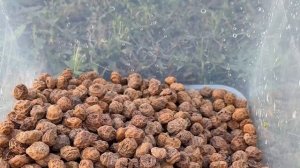 Домашняя прикормка для карпа которая РЕАЛЬНО работае?