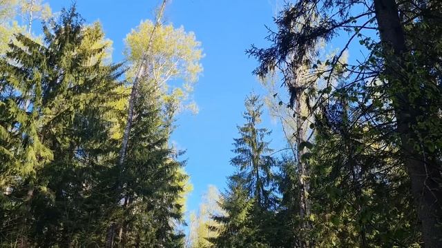 Демонтаж теплицы, прелести майского леса и грядки-коч? смотреть онлайн