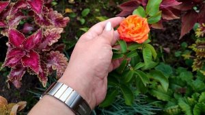 Розы-спрей. Келли