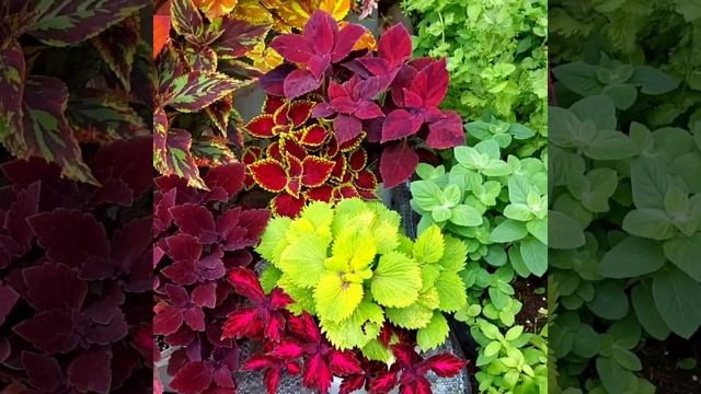 Колеусы- краски лета 💛 смотреть онлайн