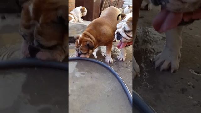 Елка Булка и непослушный шланг