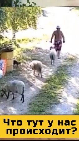 Какие подлые барашки!