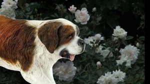 Шляйх мемы и наши истории 𓃡 Совместно с @Schleich_dogs