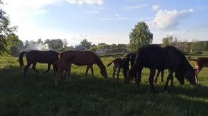 Табун деревенских лошадей с жеребятами