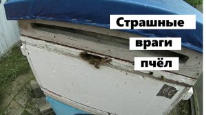Профилактика болезней пчёл на пасеке.
