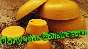 Увеличиваем урожай воска: экспертные рекомендации Профессора Кашковского
