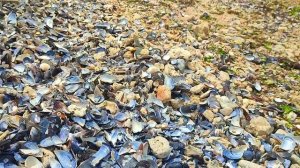 Щелкино -Мысовое