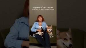 О породе корги